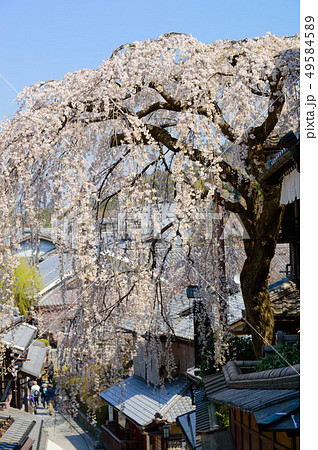 京都　三年坂の枝垂れ桜 49584589