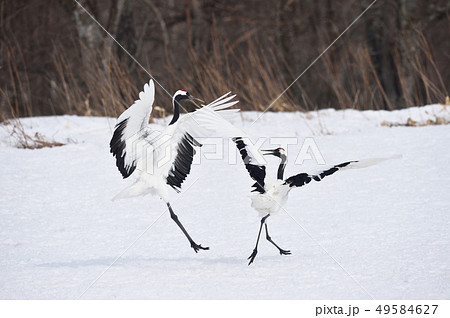 二羽で踊るタンチョウ(北海道・鶴居) 二羽で踊るタンチョウ(北海道・鶴居) 49584627