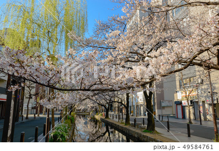 京都　木屋町通の桜 49584761