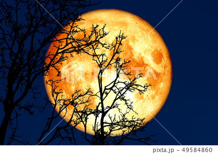 full sprouting moon back on silhouette plant and 49584860