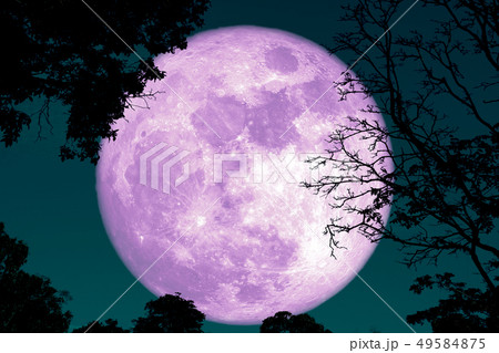 full crust moon back on silhouette plant and trees 49584875