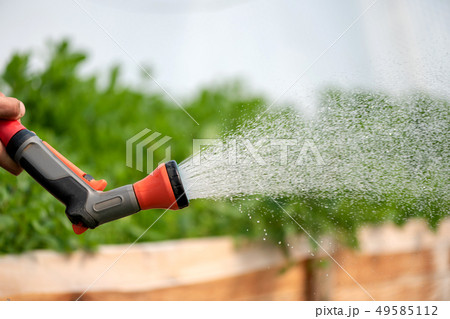 Watering plant in greenhouse garden 49585112