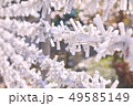 おみくじ 49585149