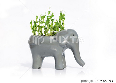 Micro green of peas 49585193