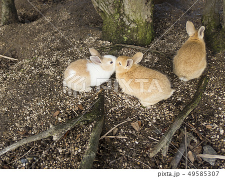 キスする恋人うさぎと 恋にまけたうさぎの写真素材