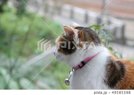茶トネコ2 茶トネコ2 49585398