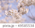 桜 49585538