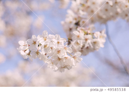 桜 49585538