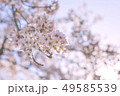 桜 49585539