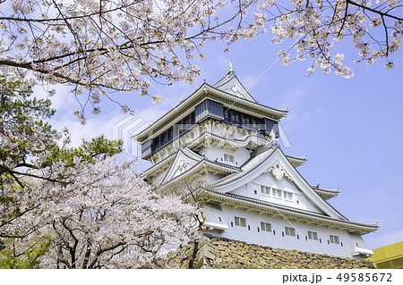 桜が見頃の美しい小倉城 49585672