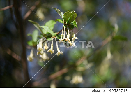 ハナムグリと夏グミの花 49585713