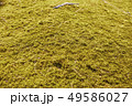 苔 49586027