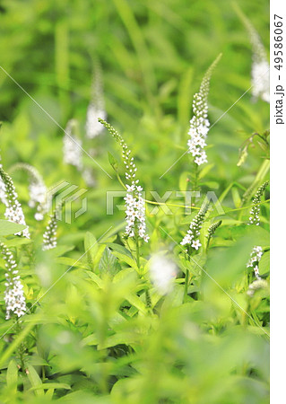 トラノオの花の写真素材