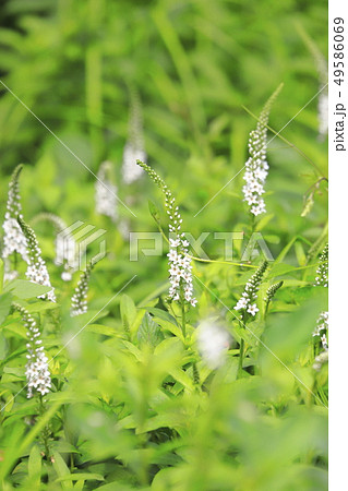 トラノオの花 トラノオの花 49586069