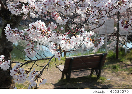 京都 宇治川 桜とベンチ 京都 宇治川 桜とベンチ 49586070