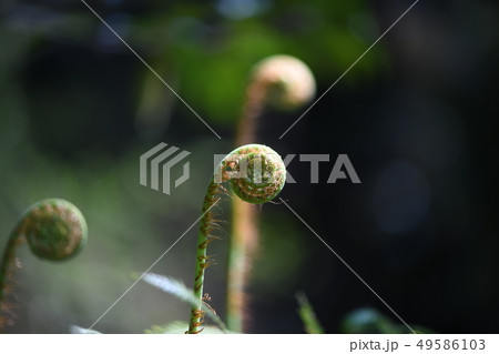 ウラジロの新芽 49586103
