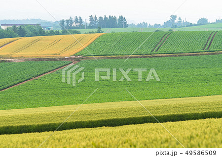 《北海道》美瑛の丘・雨天の田園風景 49586509