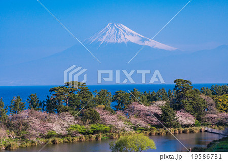 （静岡県）伊豆井田から望む富士山 49586731
