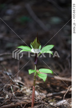 雪餅草の花 49586739