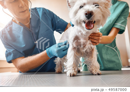 Such a cute patient. A team of two professional veterinarians inspecting the health of a small Such a cute patient. A team of two professional veterinarians inspecting the health of a small 49587000