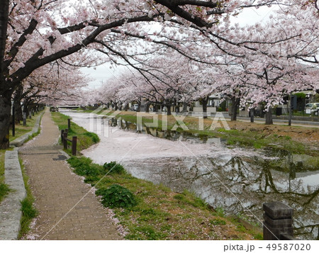 桜の散るころ 桜の散るころ 49587020