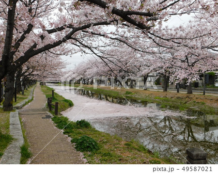 桜の散るころ 49587021