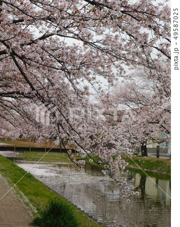 桜の散るころ 49587025