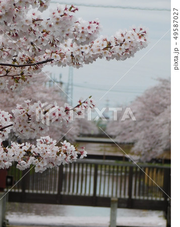 桜の散るころ 桜の散るころ 49587027