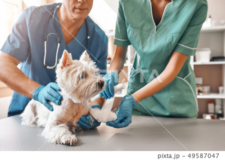 We are always here to help. A team of two veterinarians in work uniform bandaging a paw of a small 49587047