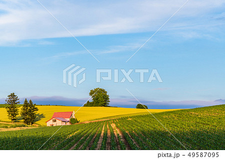 《北海道》夏の美瑛・赤い屋根の家と田園風景 《北海道》夏の美瑛・赤い屋根の家と田園風景 49587095