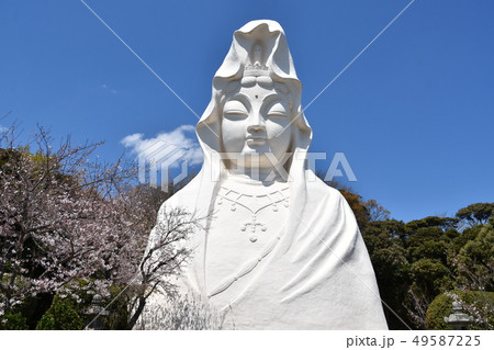 大船観音と桜　鎌倉市 49587225