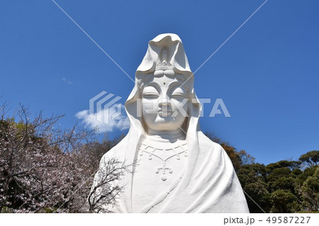 大船観音と桜　鎌倉市 49587227
