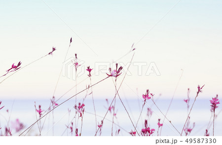 Small flowers of gaura lindheimeri on sunset sea Small flowers of gaura lindheimeri on sunset sea 49587330