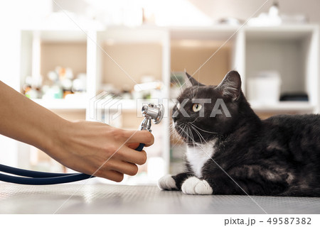 Checking the breath. Vet hand in protective gloves holding a phonendoscope in front of the muzzle of Checking the breath. Vet hand in protective gloves holding a phonendoscope in front of the muzzle of 49587382