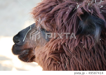 アルパカの横顔 アルパカの横顔 49587414