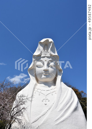 大船観音と桜　鎌倉市 49587492