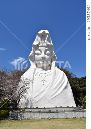 大船観音と桜　鎌倉市 49587494