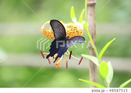オニユリの蜜をすうアゲハ 49587515