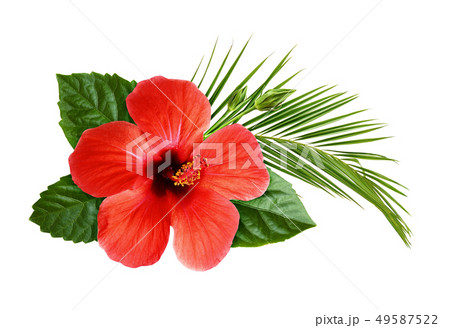 Hibiscus flower with palm leaf in floral tropical 49587522