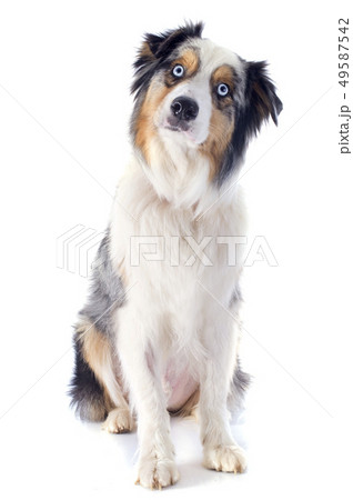 australian shepherd australian shepherd 49587542