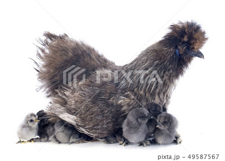 young Silkie 49587567