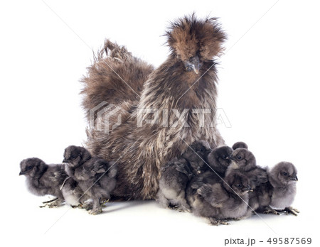 hatching hatching 49587569