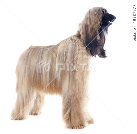 afghan dog 49587577