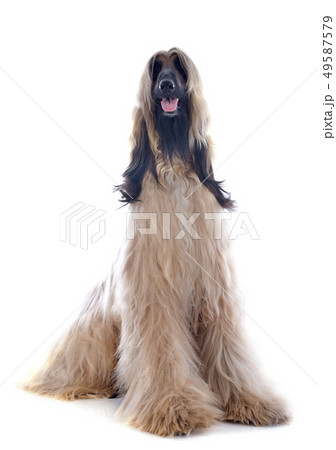 afghan dog 49587579