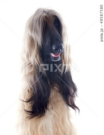 afghan dog 49587580