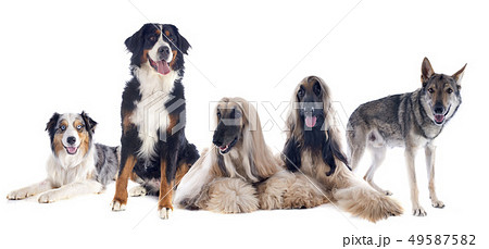 five dogs 49587582