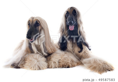 afghan dog 49587583
