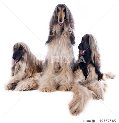 afghan dogs 49587585