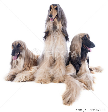 afghan dog afghan dog 49587586