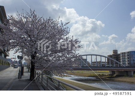 犀川河川敷の桜 犀川河川敷の桜 49587591